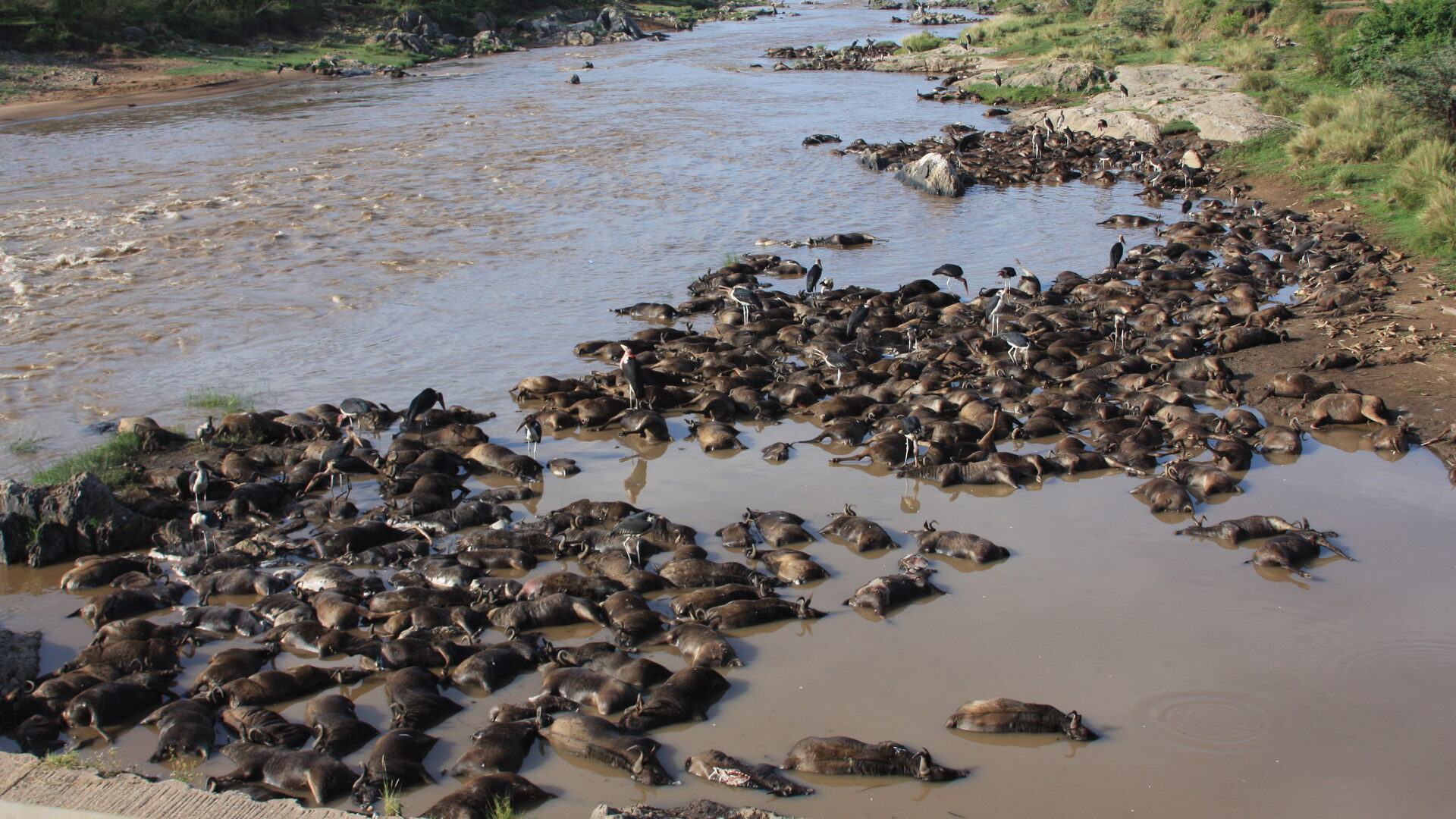 Wildebeest carcasses piled on the bank of the Mara River after a mass drowning