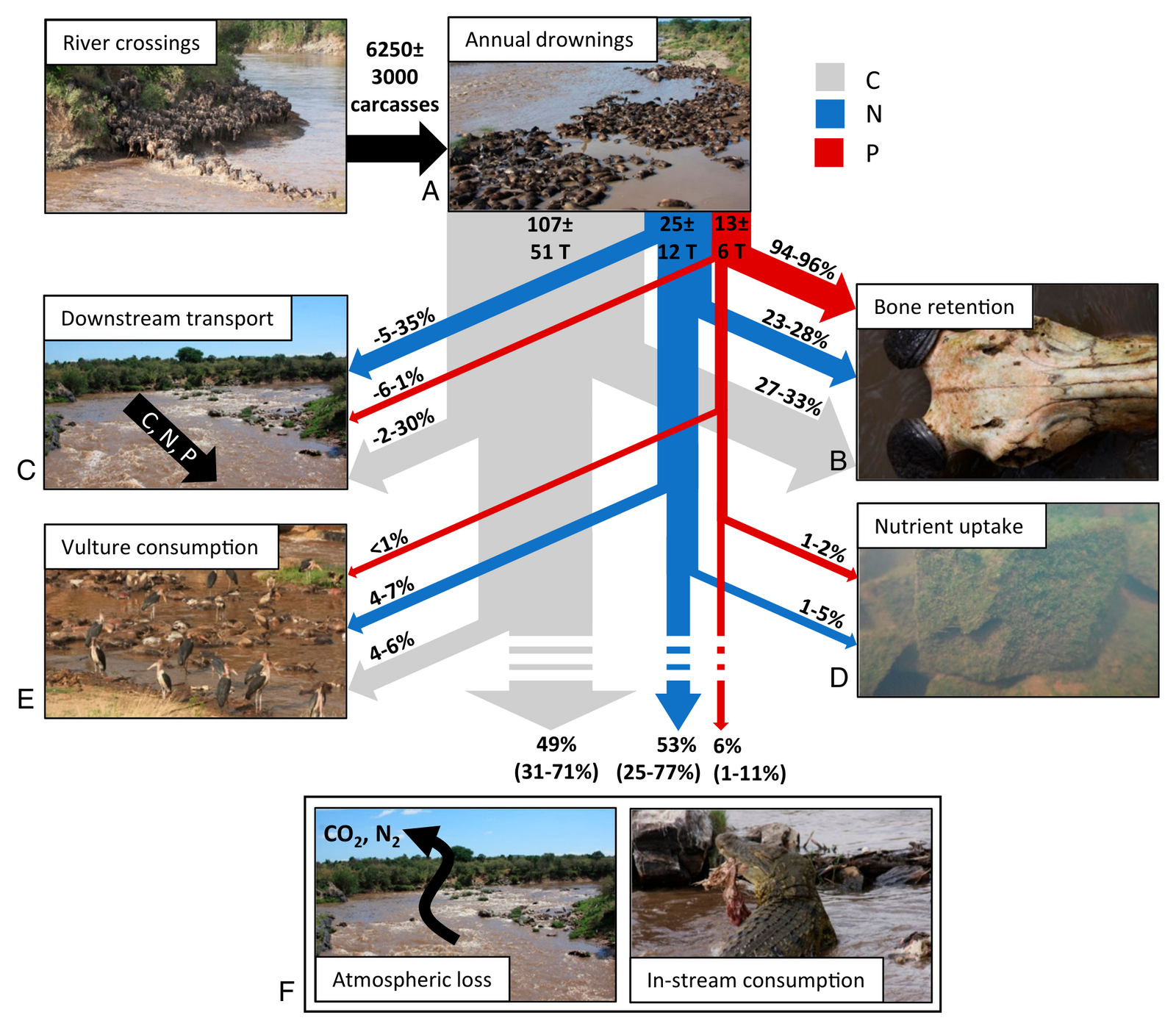 Annual wildebeest drowning counts and the resulting carbon, nitrogen and phosphorus inputs