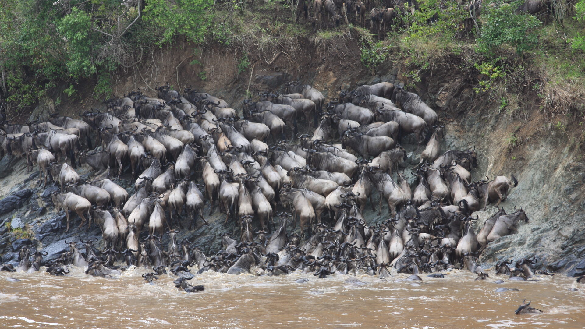 Wildebeest drowning at a crossing, animals in the current below the bank