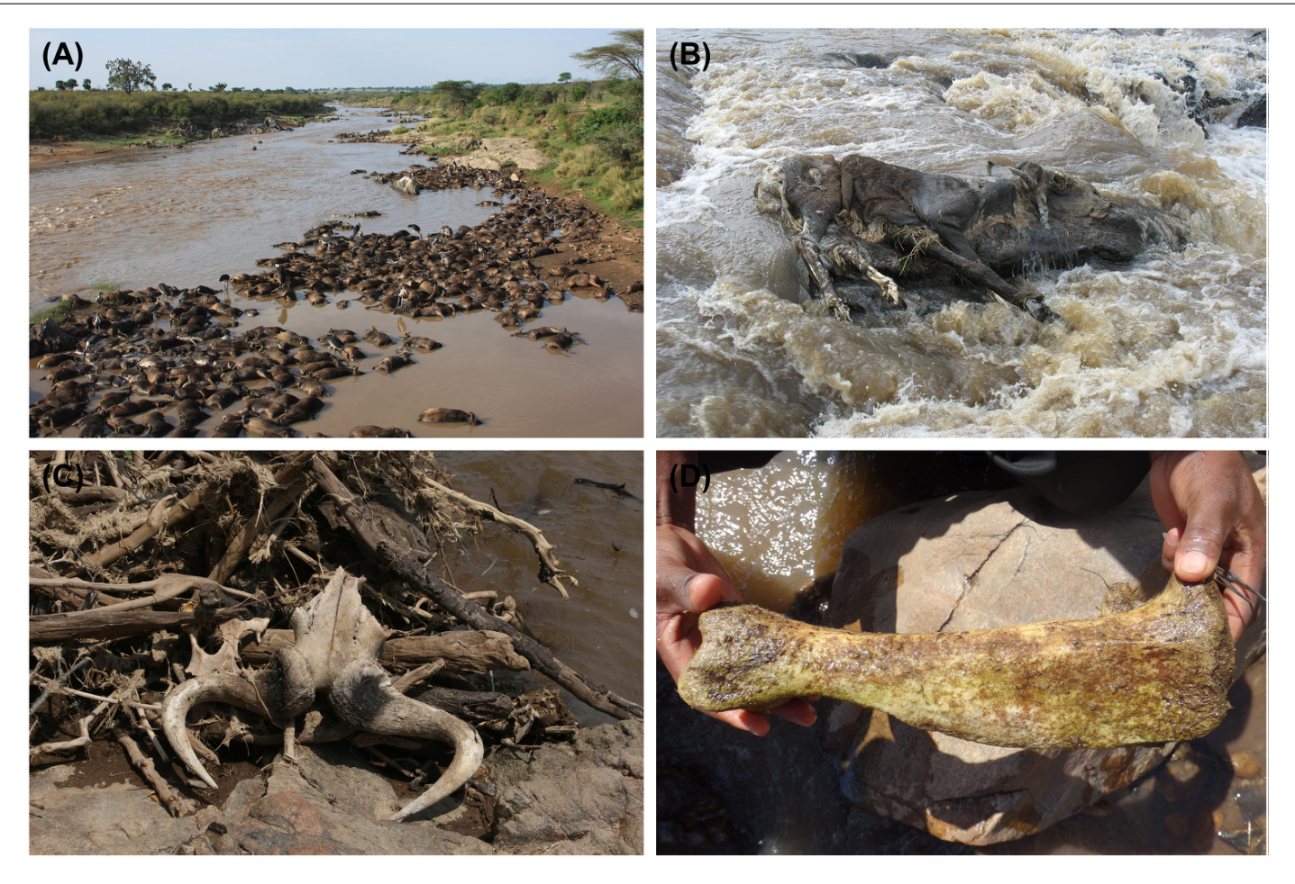 Decomposition experiment showing mass loss from wildebeest soft tissue and bone over time