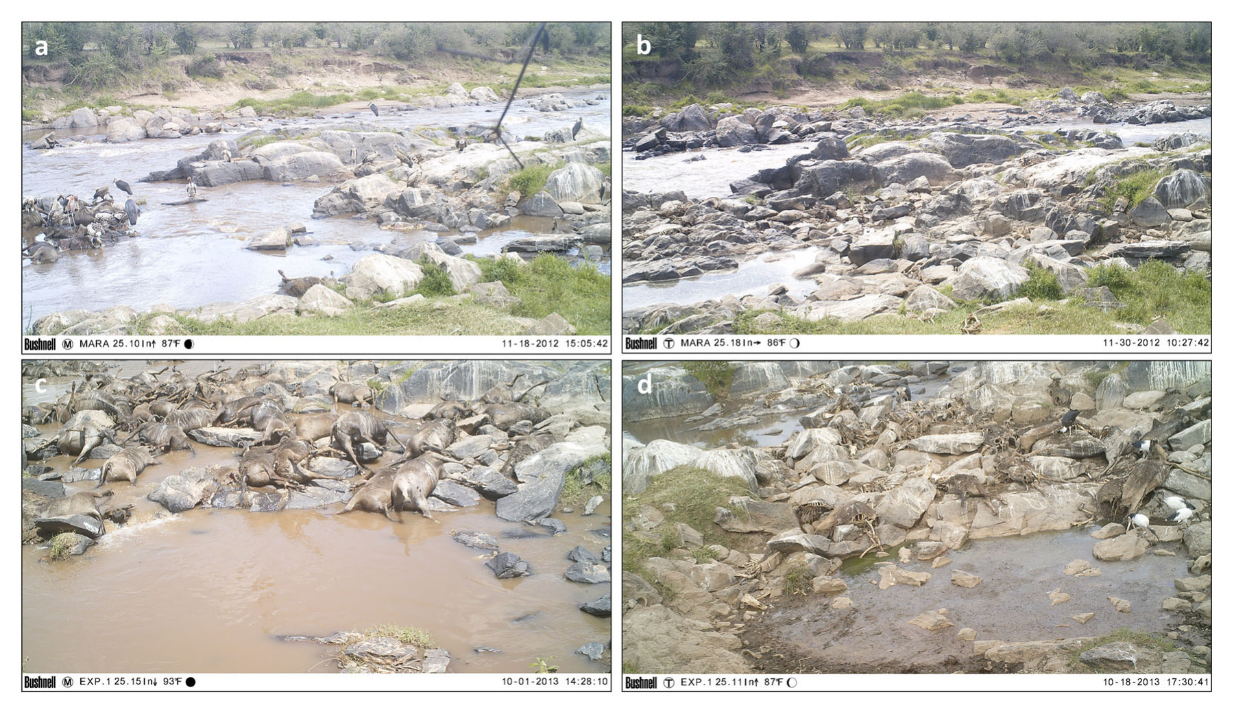 Scavenger assemblage at carcasses over time from camera trap records