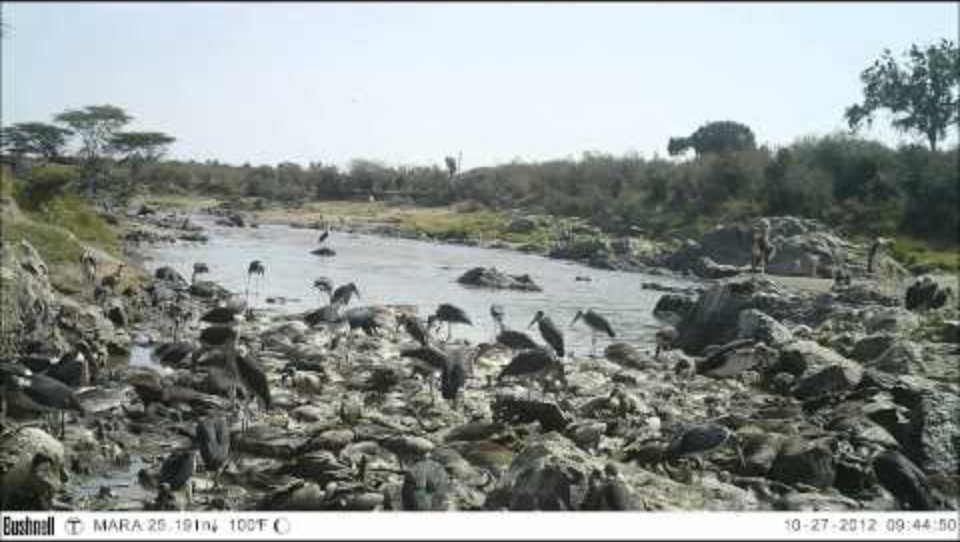 Camera trap frame of a carcass pile with marabou storks and vultures feeding along the water