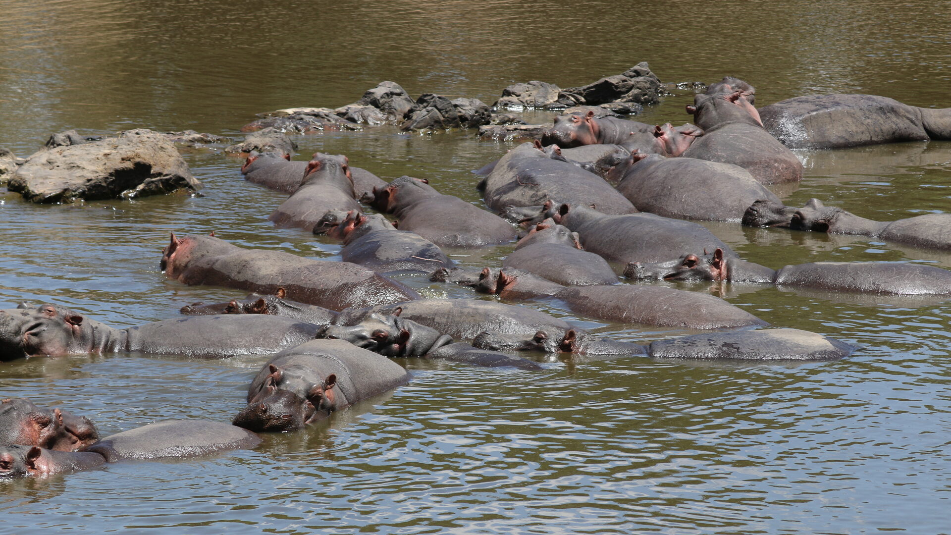 Hippos crowded into a pool on the Mara River