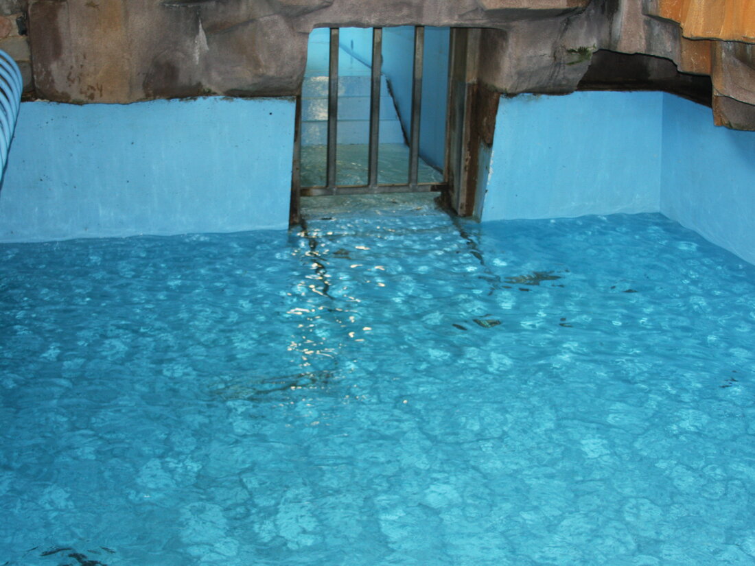 Captive hippo pool drained and clean before the trial