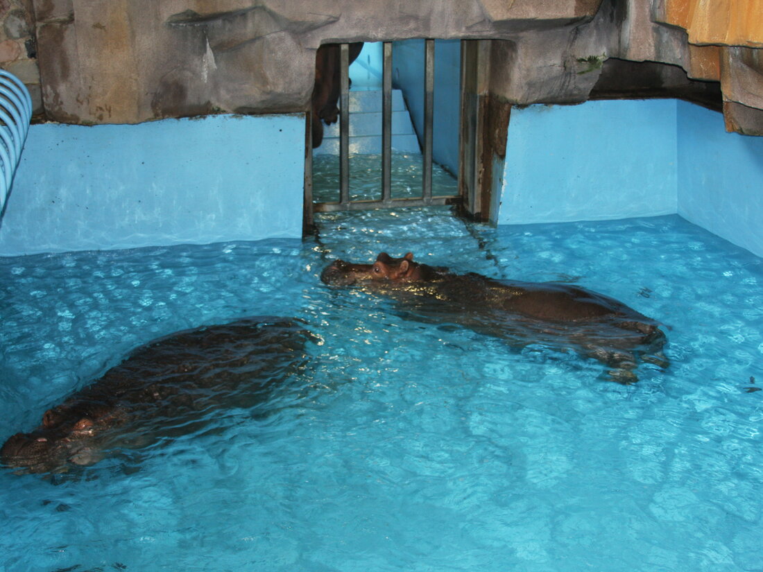 Two hippos in the trial pool