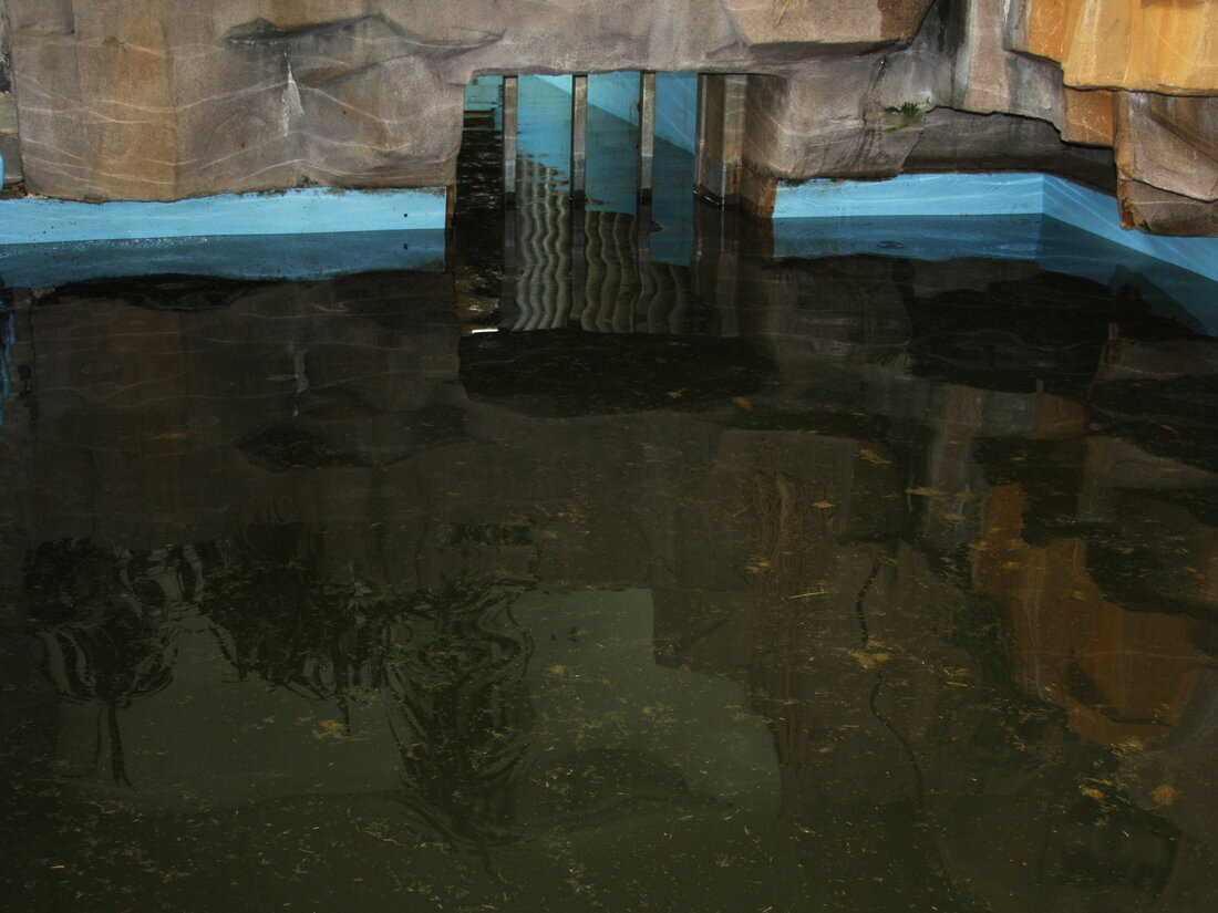 The same pool after twenty-four hours, water heavily loaded with dung