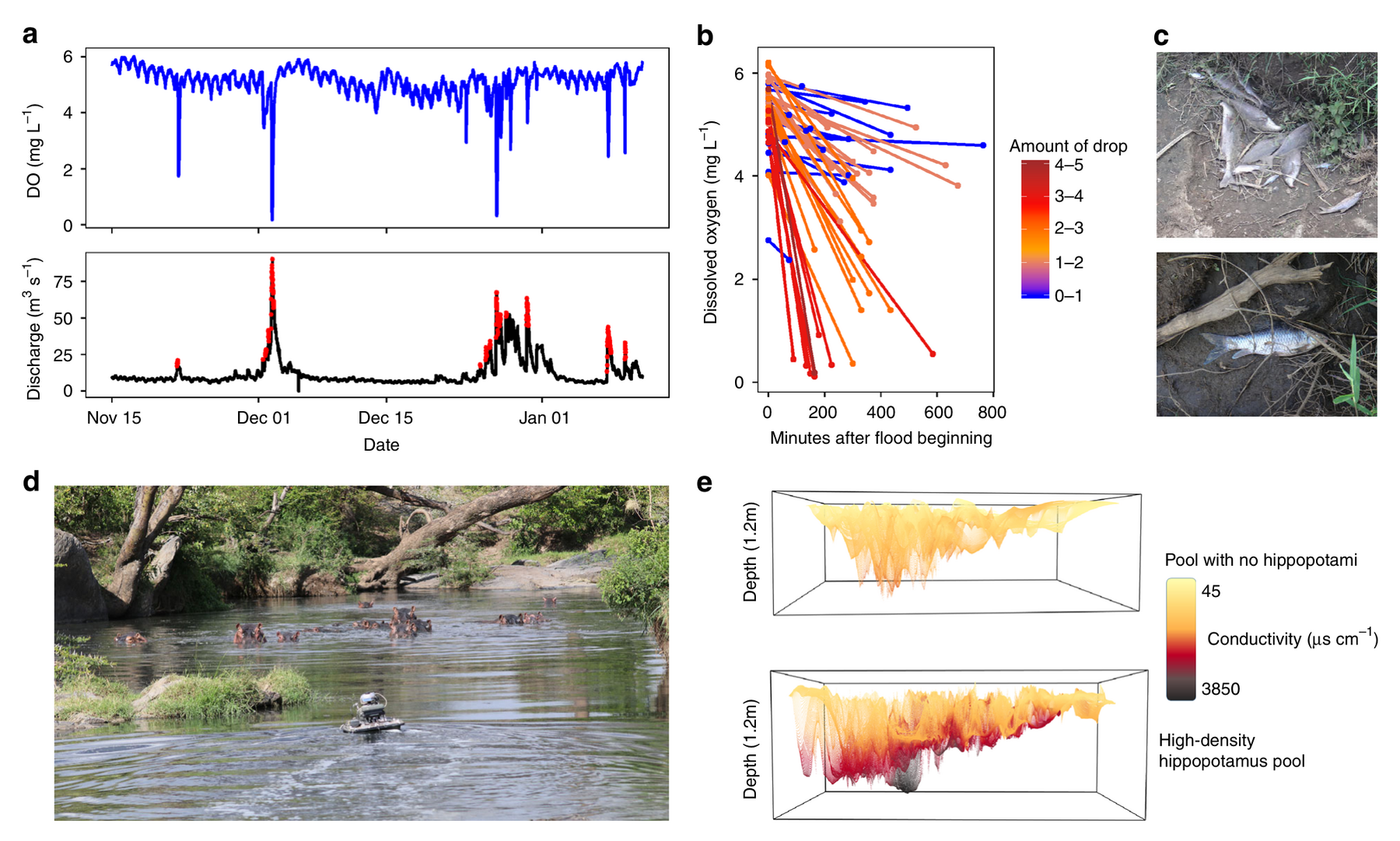 Continuous dissolved oxygen record at New Mara Bridge showing repeated crashes after flushing flows