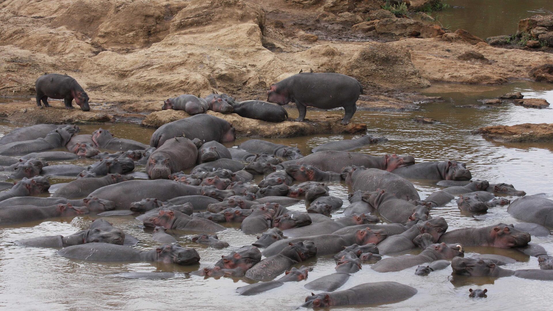 Hippos in the Ngerende pool on the Mara River