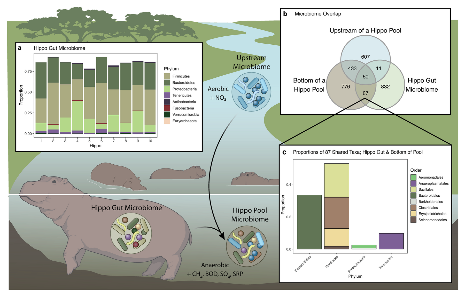 Shared active microbial taxa between hippo gut and pool sediment compared with upstream reference sites