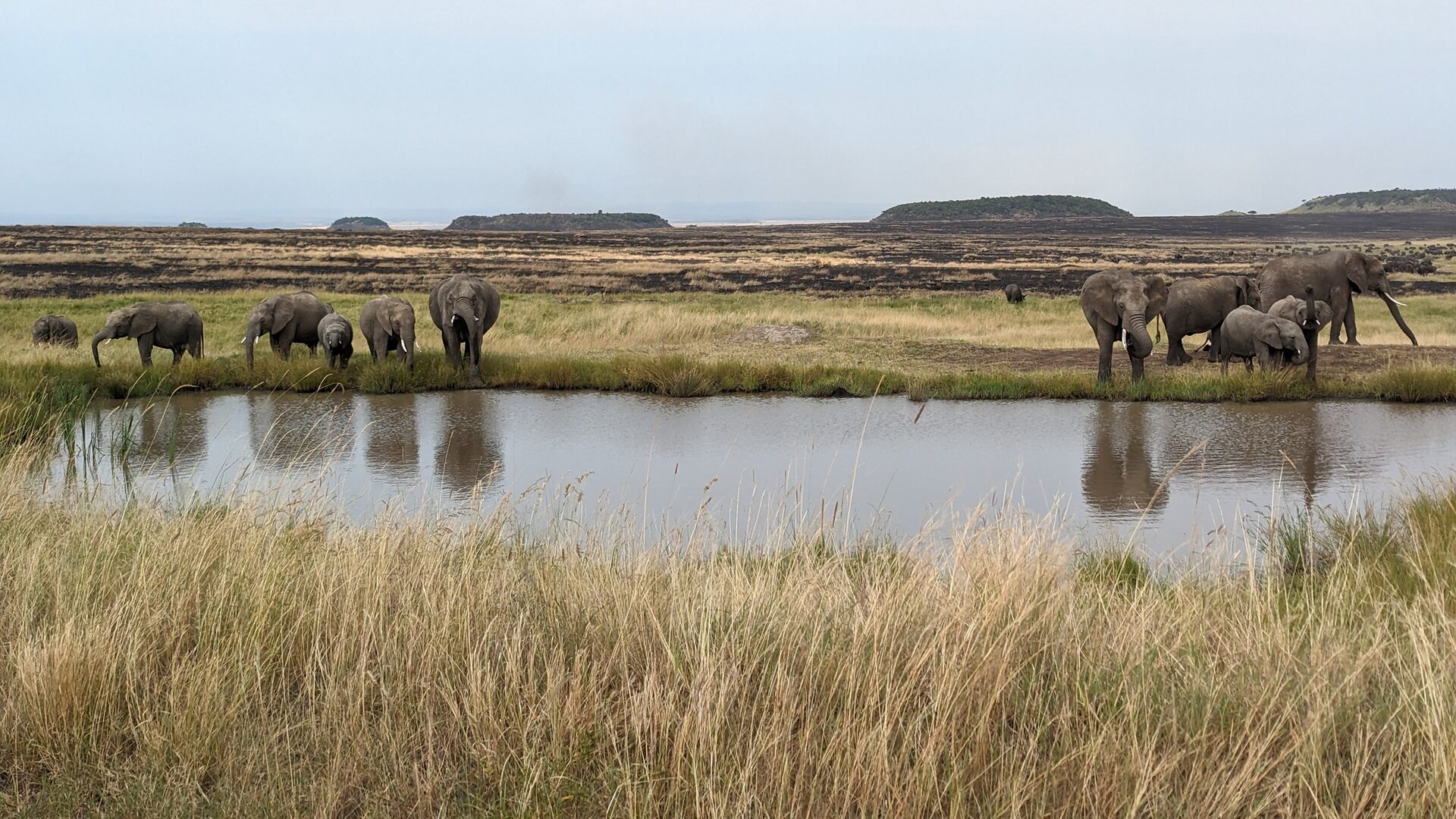 Elephants drinking at a water pan in dry grassland