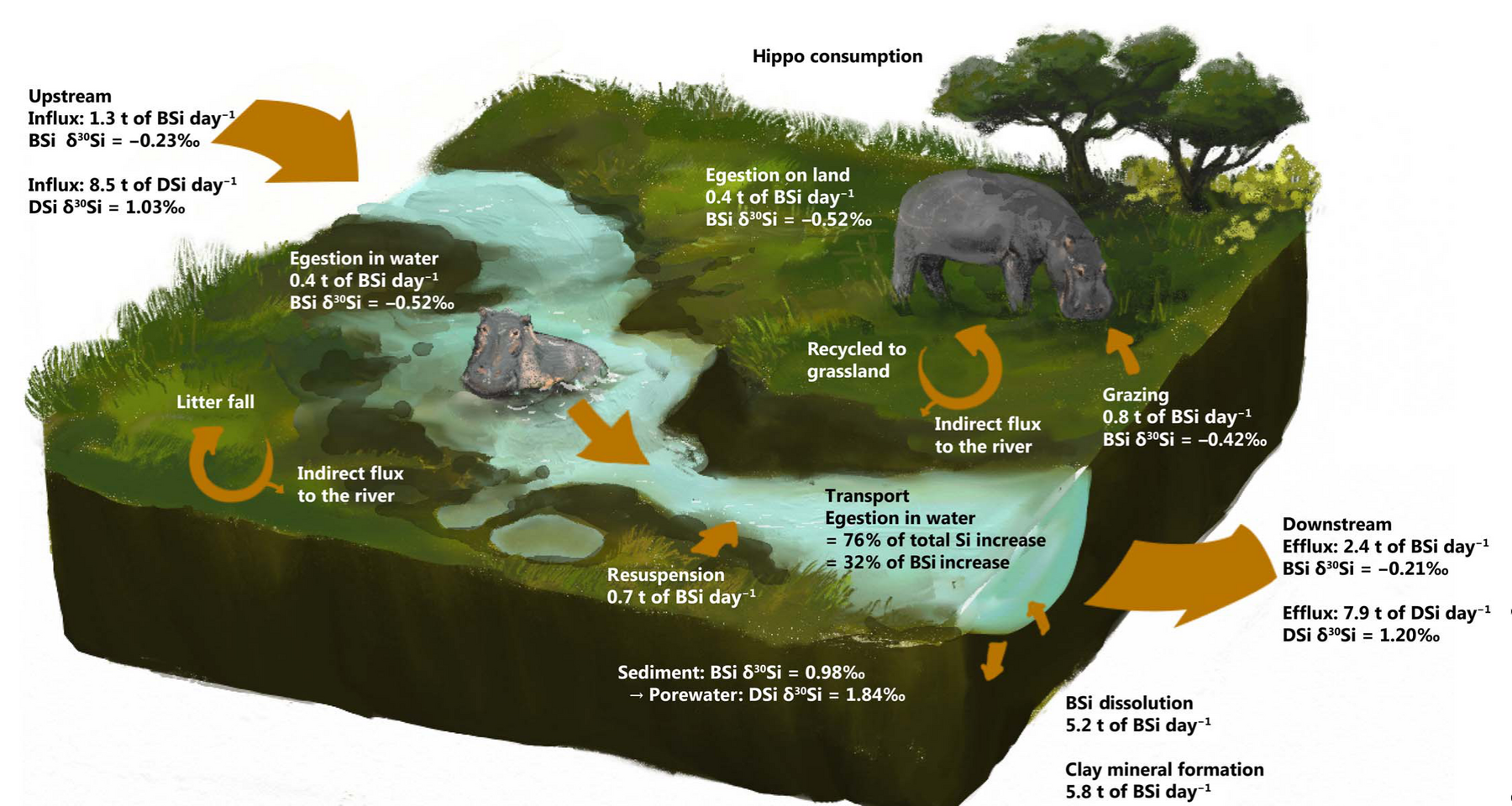 Silicon mass balance along the Mara mainstem showing the hippo contribution