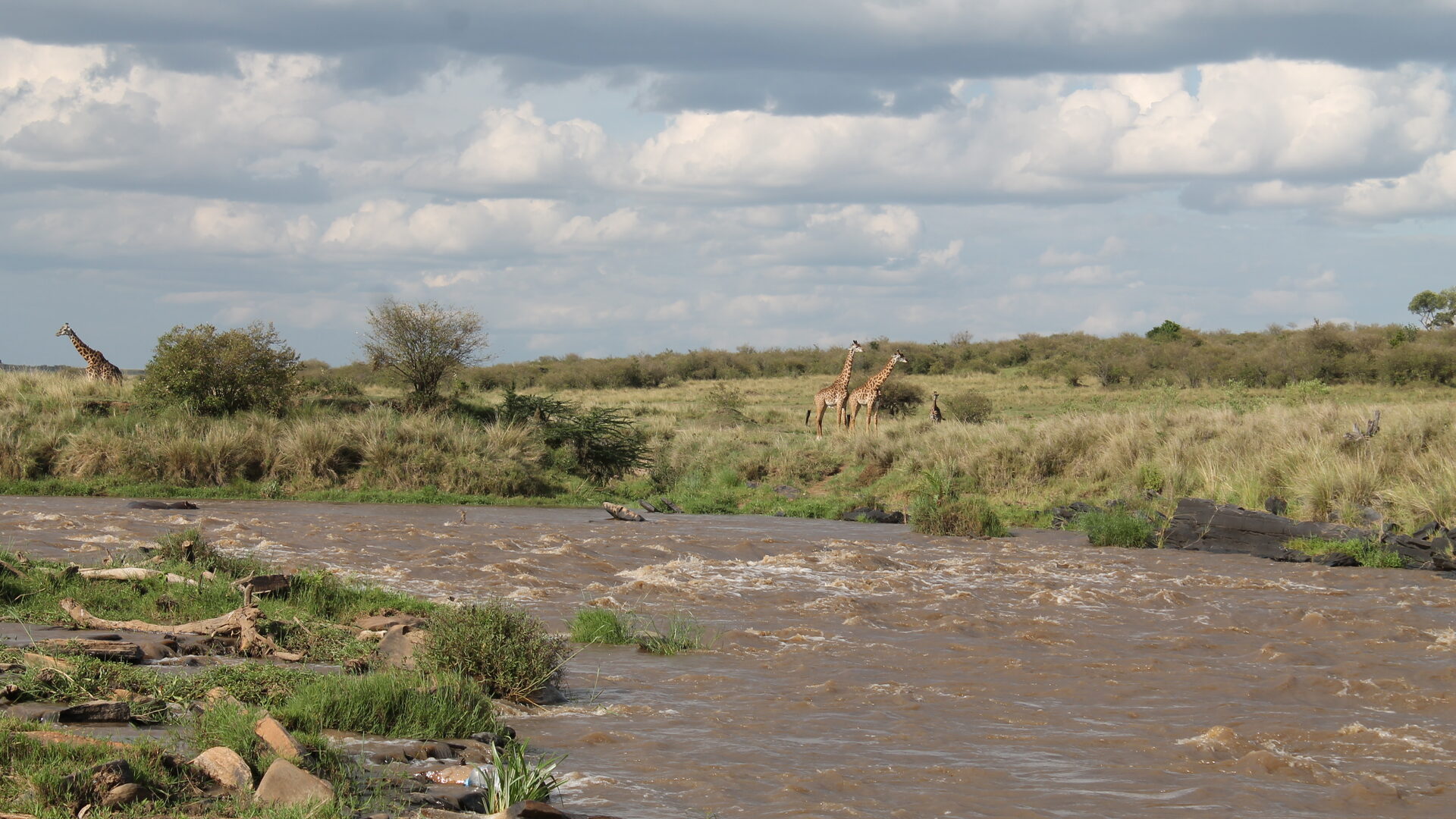 A giraffe standing on the bank above the Mara River